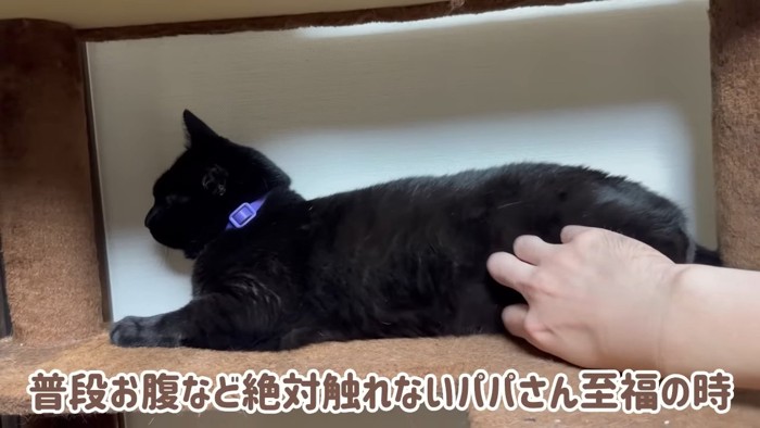 お腹を触られる猫