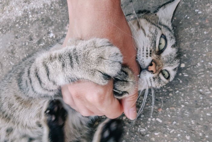 手に噛みつく猫