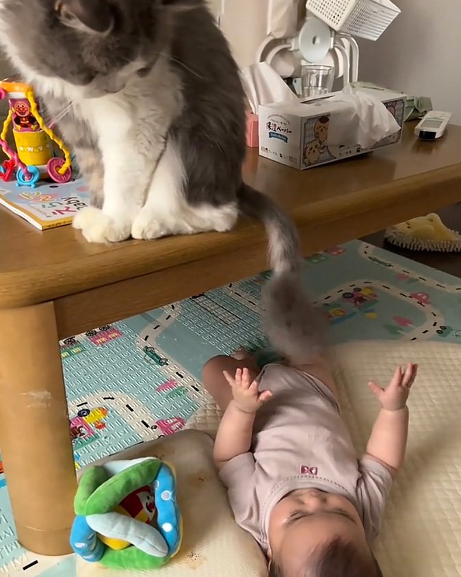 遊ばせる猫