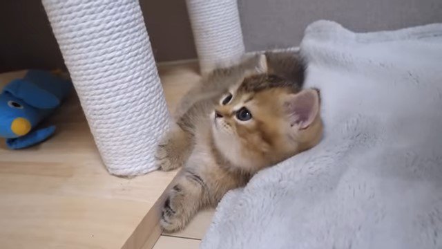 横になる子猫