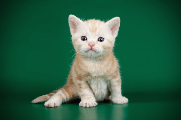 立ち上がってこちらをみるアメリカンショートヘアの子猫