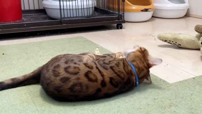 寝転ぶ猫の背中