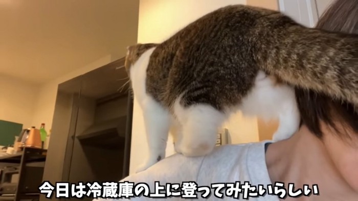 人の方に乗る猫