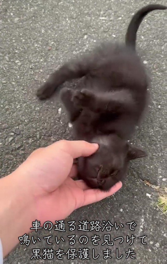 寝転がる子猫