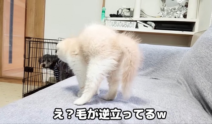 後姿の毛が逆立った子猫