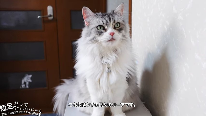 おすわりする猫