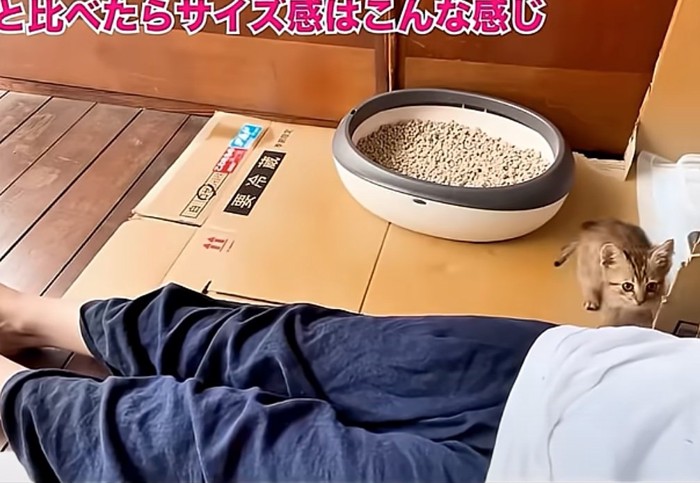 小さな子猫