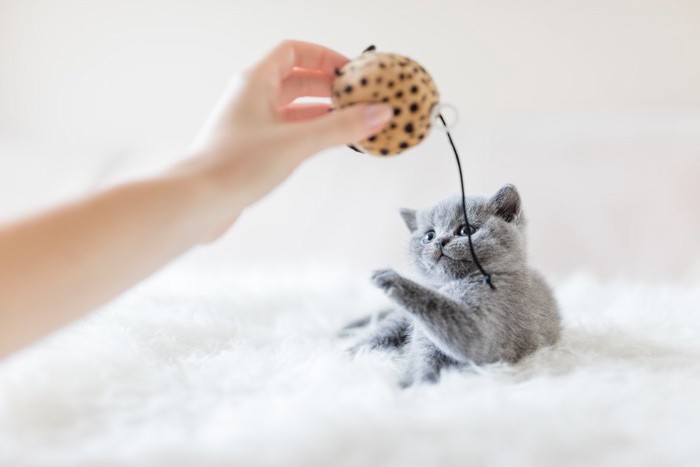 おもちゃで猫と遊ぶ