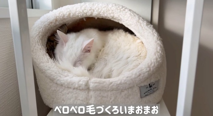 毛繕いする猫