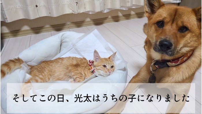 横になる猫と座る犬