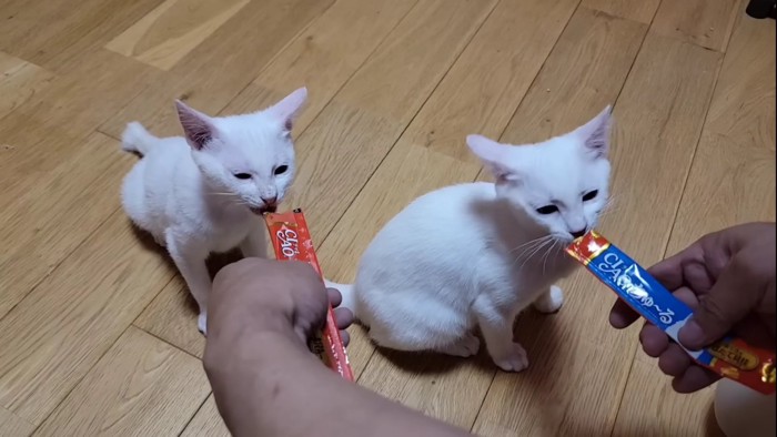 並んでちゅーるを食べる子猫たち