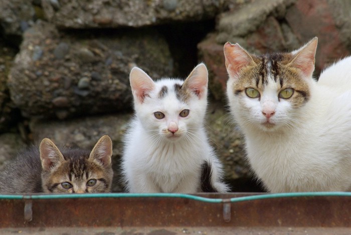 子猫たち