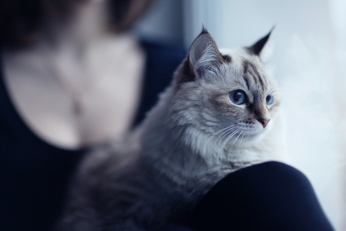 女性と猫