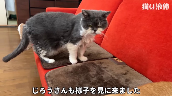 白黒の猫