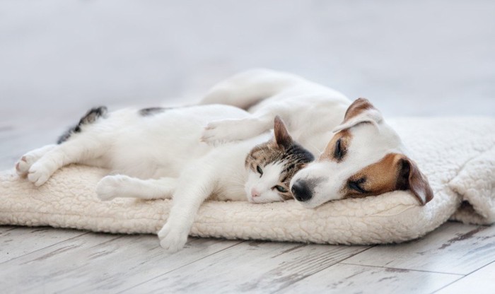 一緒に寝る猫と犬