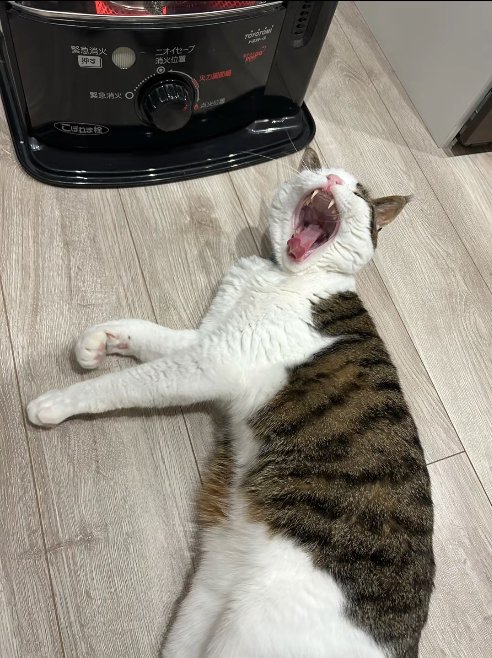 ストーブの前であくびしている猫