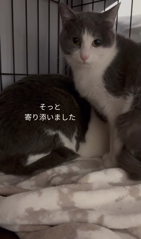 ケージ内で香箱座りしている猫のそばでお座りする猫