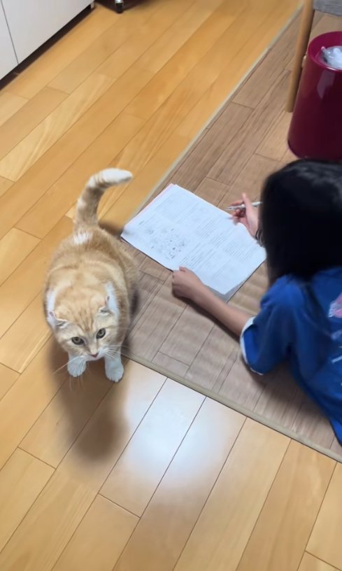 寝そべる子どもの近くでお座りをする猫