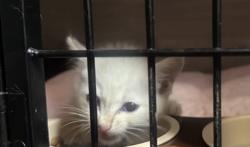 咀嚼する子猫