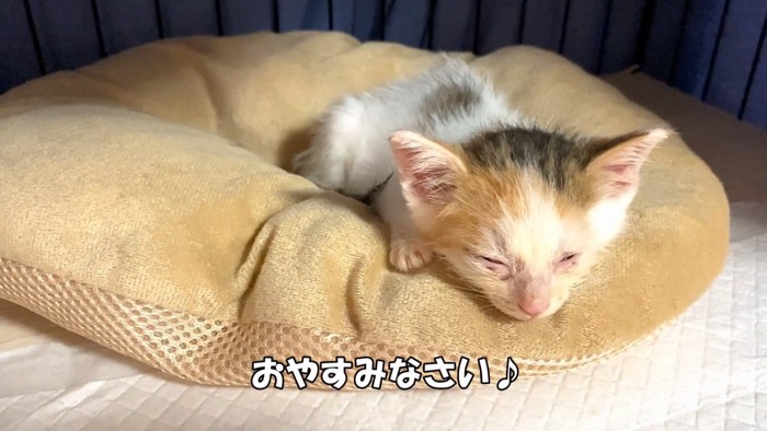 寝ている子猫