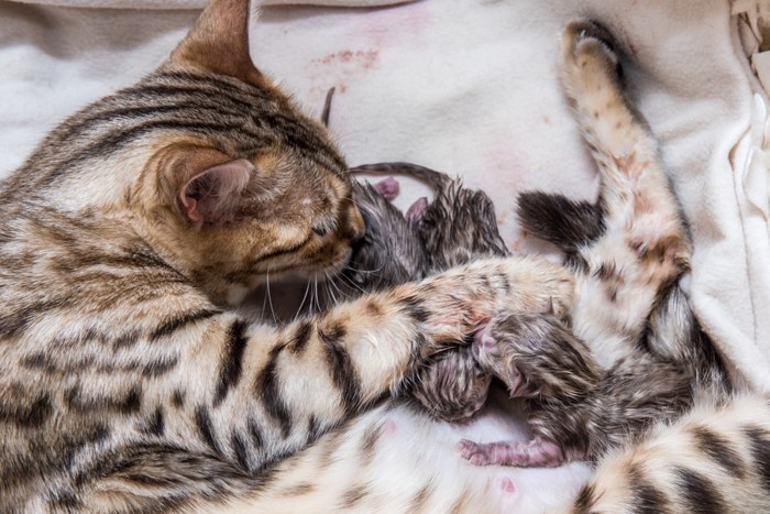 出産後の親子猫