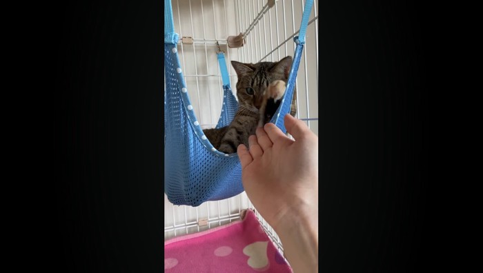 前足を上げて