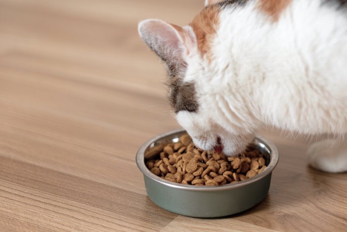 キャットフードを食べる猫