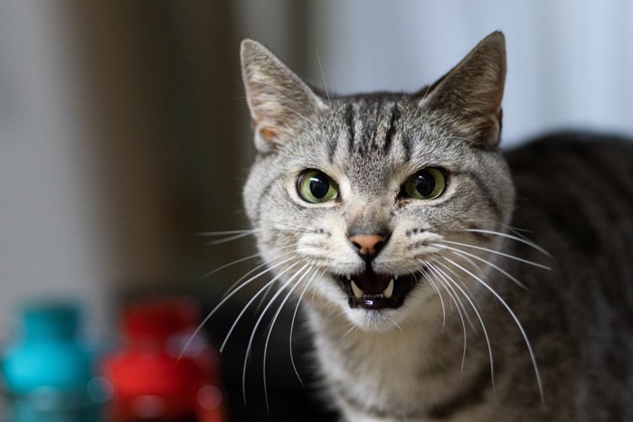 鳴く猫 サバトラ猫