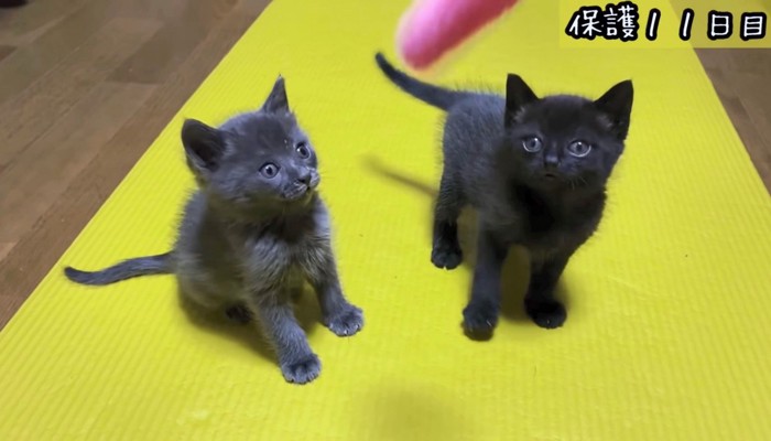 猫じゃらしに興味津々