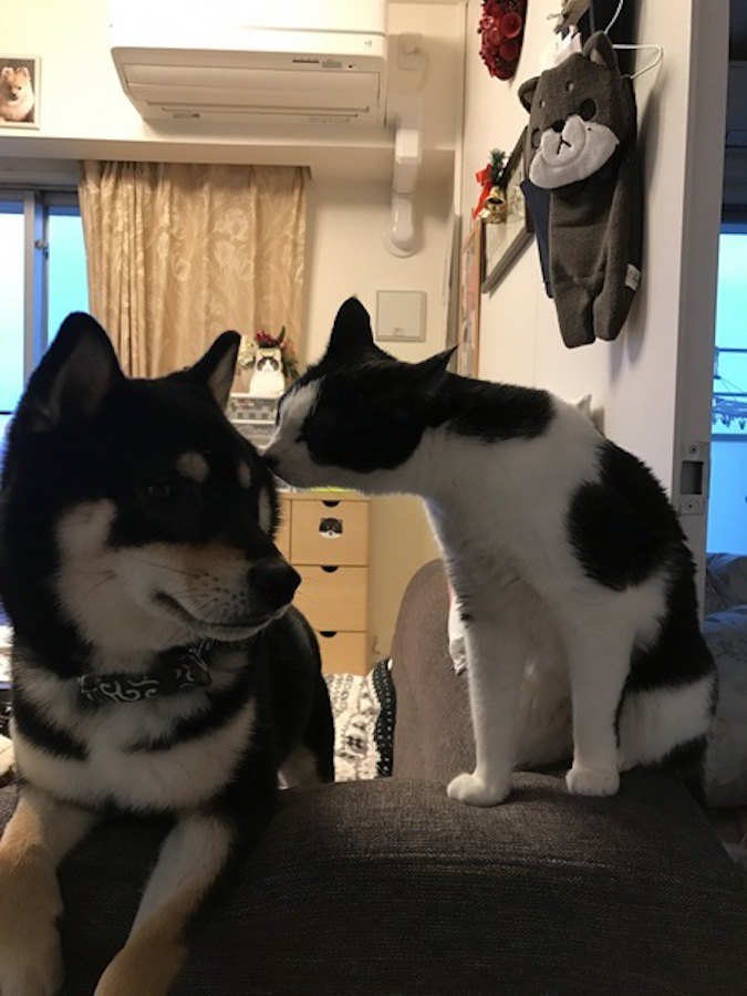 黒柴の額にキスをしているような猫