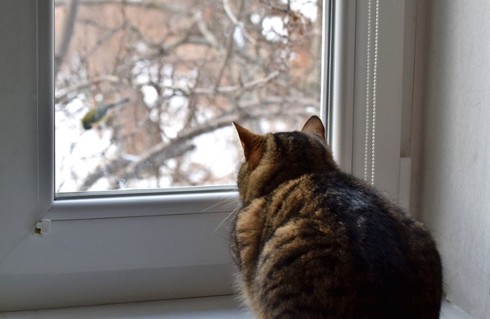 外の鳥を見る猫