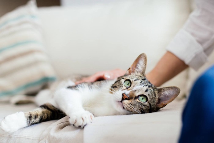 背中を撫でられている猫