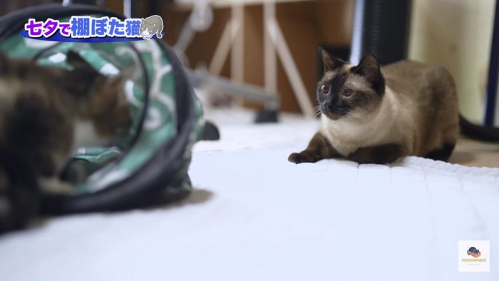 右手から狙うシャム猫