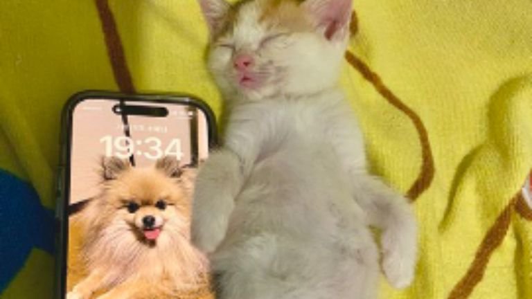 子猫とiPhone