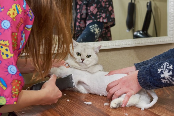 バリカンでカットされる猫