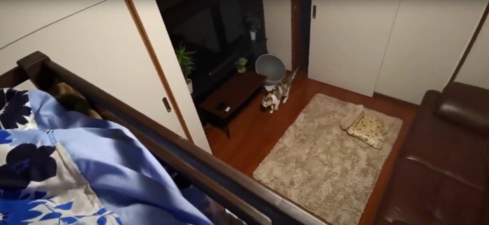 歩いている猫