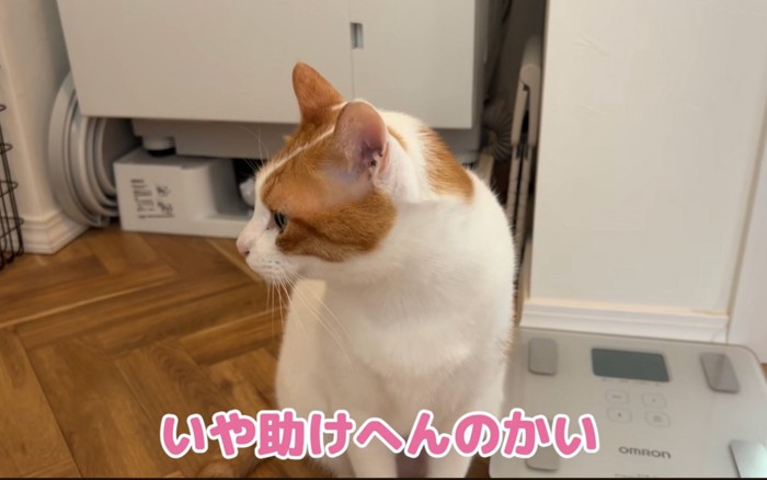 背ける猫