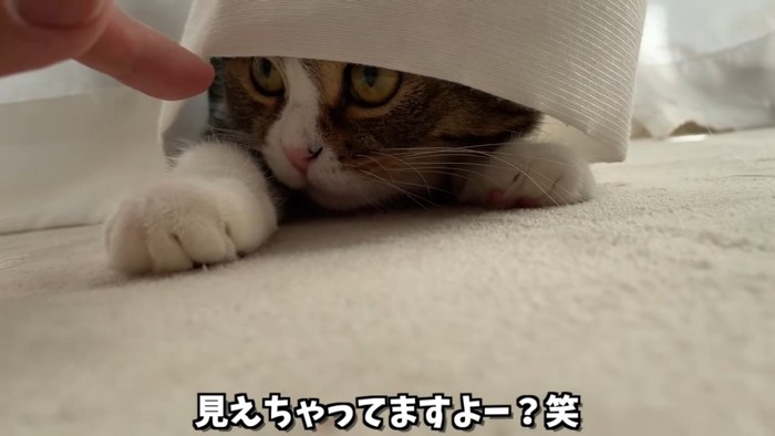 カーテンに隠れている猫