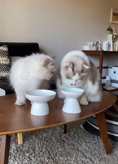 並んでご飯を食べる2匹の猫