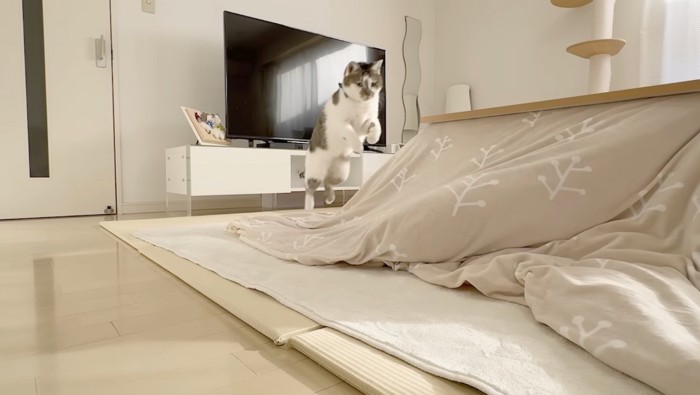 飛びかかるささみくん