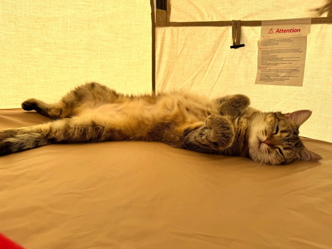 眠っているしまちゃん