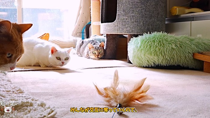 おもちゃを狙う3匹の猫