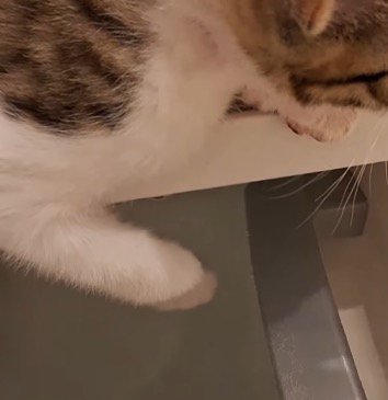 湯船に落ちている子猫の前足