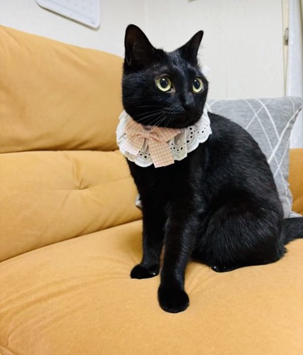 レースの首飾りを付けた黒猫