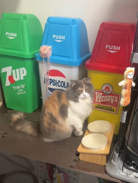 訴えるねこ