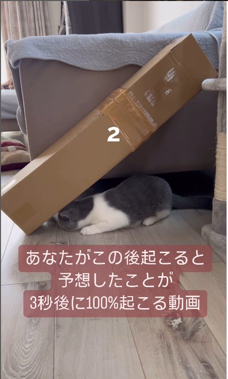 頭をダンボールの奥に入れていく猫