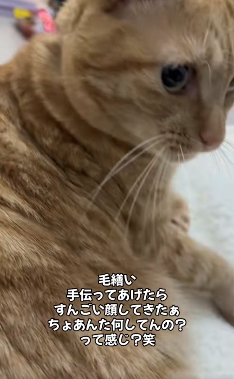 目を見開いて画面右側を見つめる猫のアップ