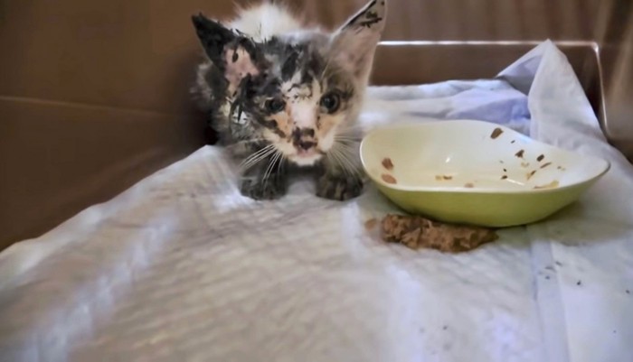 助けを求めて鳴いていた迷子の子猫