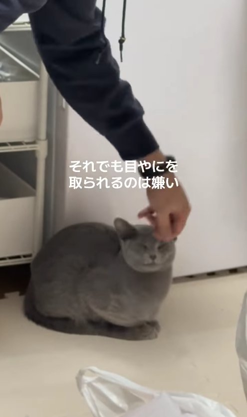 目元を触られている香箱座りした猫