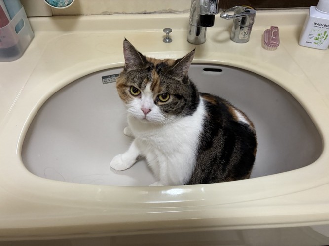 洗面台の中に座り込む猫